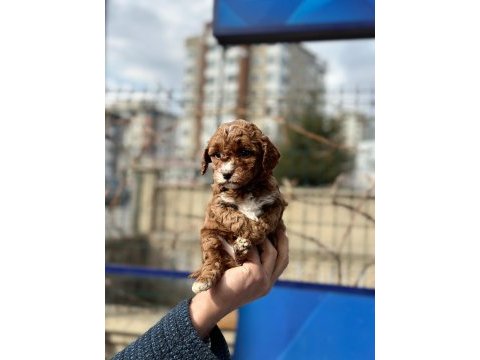 Poodle bebekler