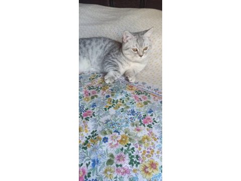 British shorthair - 19 mayıs doğumlu erkek