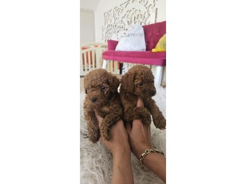 Kore toy poodle