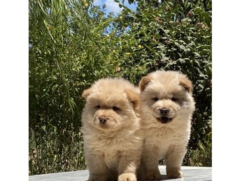 Chow chow çin aslanı
