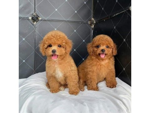 Toy poodle yavru bebeklerimiz