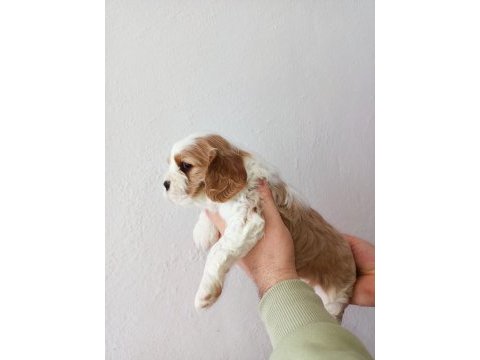 Safkan cavalier king charles yavruları