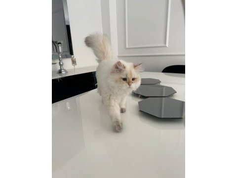 British longhair kedimiz