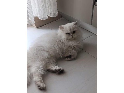 Silver point british longhair