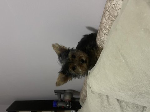 Tek kaldı dişi safkan yorkshire terrier