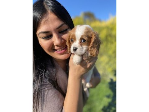 Safkan aşılı cavalier king charles yavrularım