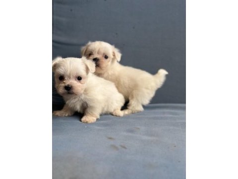 Maltese köpeği yavrularımız