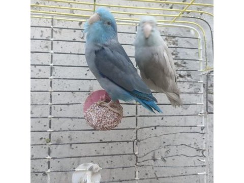 12 aylık çift forpus papağanı