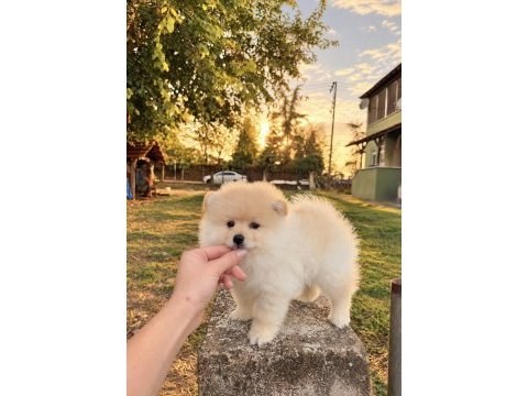 Pomeranian boo teddy face