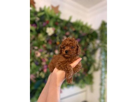 Efsaneler geldi poodle