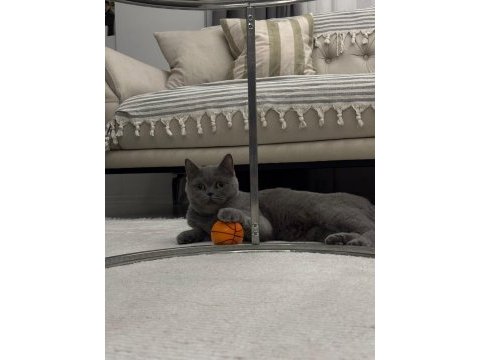 Ücretsiz british shorthair dişi