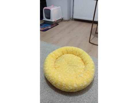 Yavru british kedimiz 4 aylık