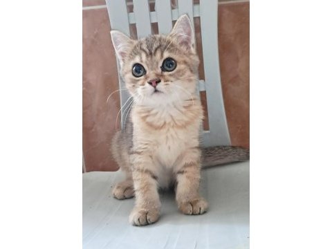 British shorthair black tabby