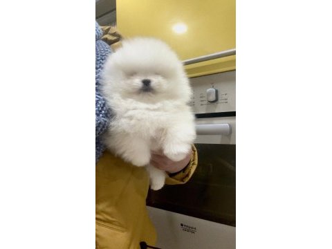 Pomeranian kaçıran üzülür