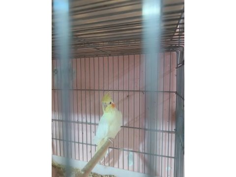 Yavru veya yetişkin sultan papağanı