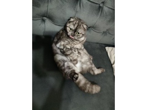 Scottish fold kısır dişi kedimiz