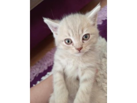 2 aylık british bebek kedilerimiz