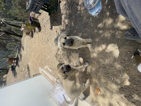 Tavuk koyun bekçi adayları köpekler