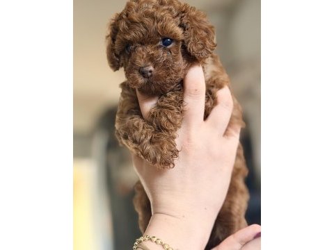 Safkan minicik anne baba kore toy poodle