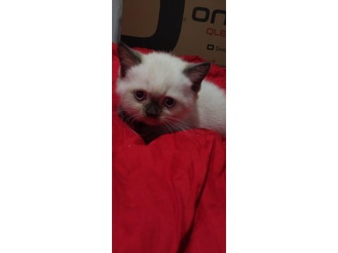 British blue point shorthair yavrularımız