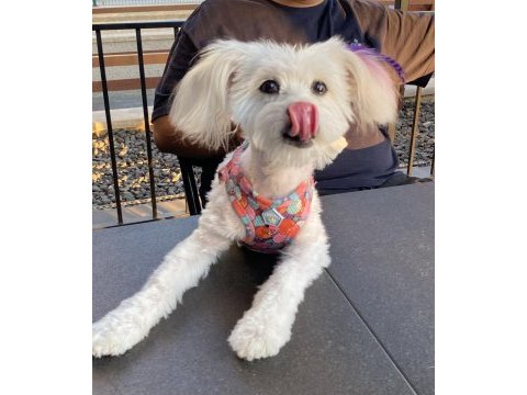 Dişi terrier köpeği ücretsiz
