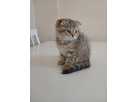 Scottish fold dişi