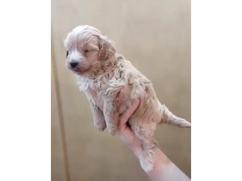 Maltipoo yavru köpekler