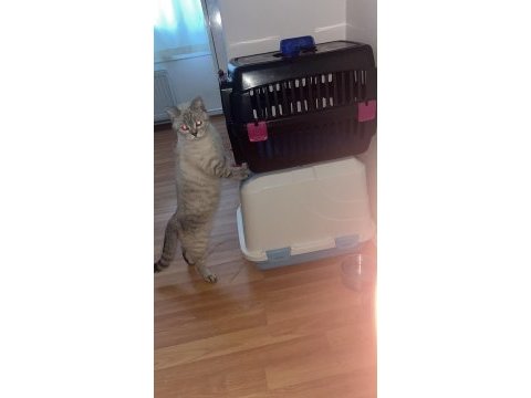 2 yaşında dişi british shorthair ev kedisi