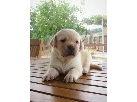 Fcı-kıf secereli labrador retriever yavrular