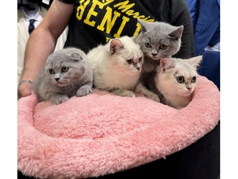 Scottish fold & british shorthair