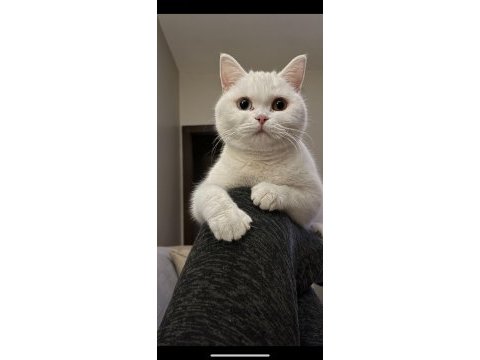 Nadir ırk british shorthair odd eyes dişi
