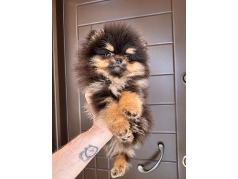 Pomeranian ayıcık nadir renk