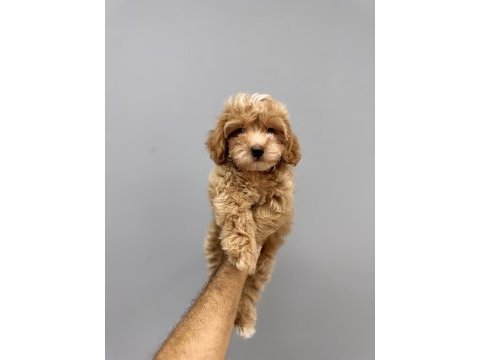 Bir birinden güzel maltıpoo yavrularimiz
