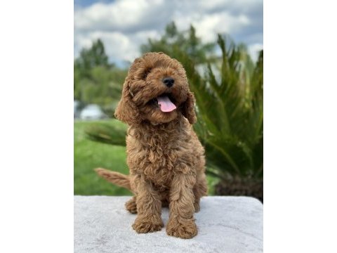 Kıvırcık toy poodle dünyası