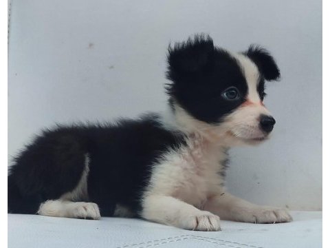 Kahverengi beyaz border collie yavru