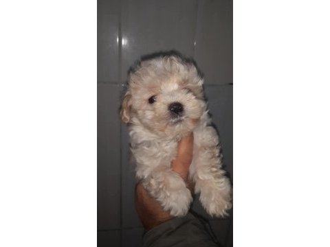 Maltese yavrular