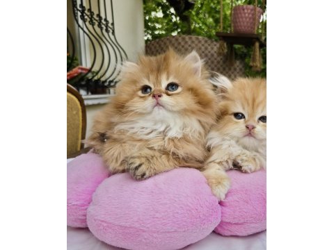 British longhair golden kızlar