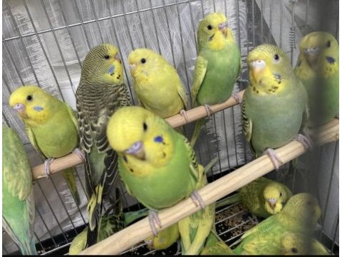 Piyasanın en uygunu muhabbet kuşu adresine gelsin
