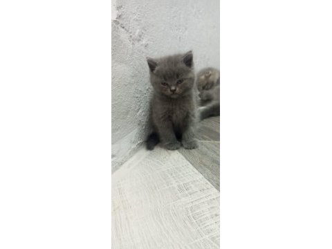Yavru yeni mama yemeye başladı kedilerim