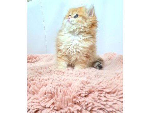 Nadir tür british longhair golden dişi yavrularım