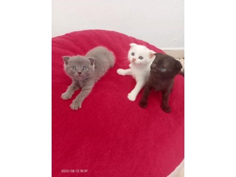 Yavru scottish fold
