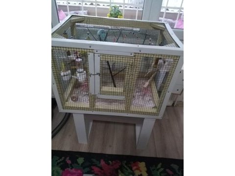 Sahibinden muhabbet kuşları
