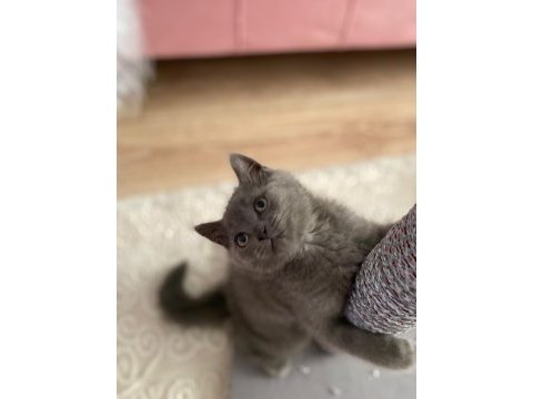 British shorthair 3 aylık erkek