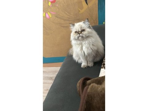 İran kedisi kızımıza yuva arıyoruz