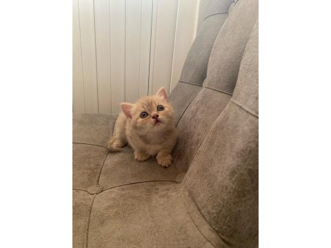 Top kafa gri scottish fold ve silver british shorthair