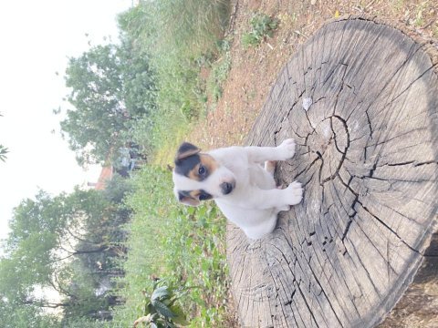 Kısa bacak safkan jack russell