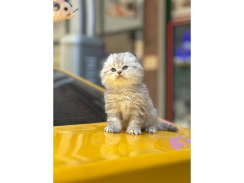 Orjinal british longhair tuvalet eğitimli