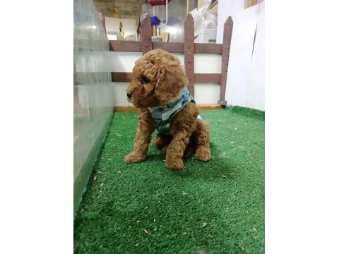 Toy poodle köpeği