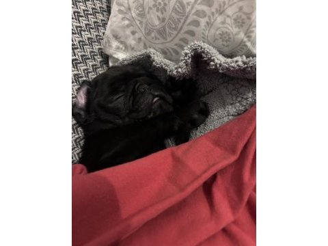 2 aylık pug