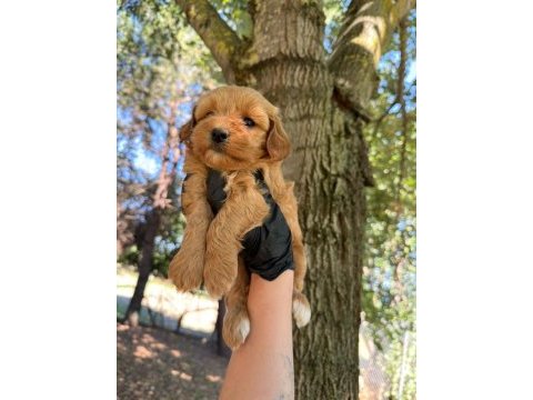 Maltipoo dişi erkek 